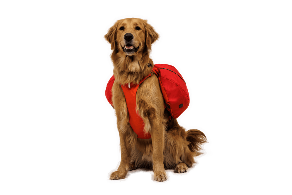 Golden Retriever trägt orangefarbenes Geschirr und roten Palisades™ Rucksack, sitzt aufrecht vor schwarzem Hintergrund.