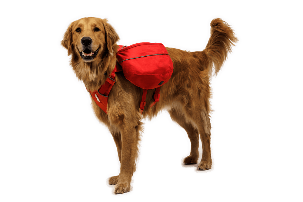 Brauner Golden Retriever mit rotem Palisades™ Rucksack, steht aufrecht vor schwarzem Hintergrund und lächelt in die Kamera.