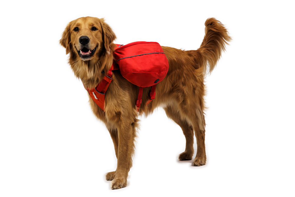 Brauner Golden Retriever mit rotem Palisades™ Rucksack, steht aufrecht vor schwarzem Hintergrund und lächelt in die Kamera.