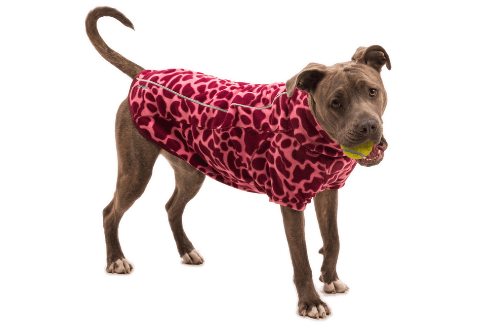 „Freundlicher Hund im roten gepunkteten Pullover mit Tennisball, vor schwarzem Hintergrund.“