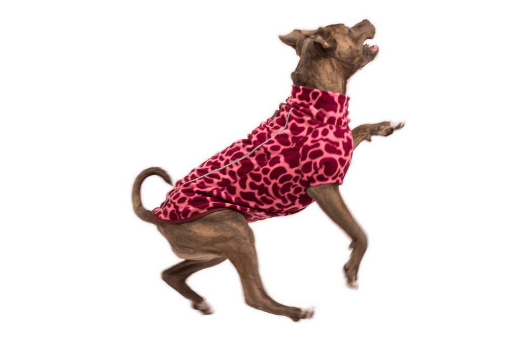 Fröhlicher Hund in rot-pink gemusterter Giraffen-Fleecejacke auf schwarzem Hintergrund.