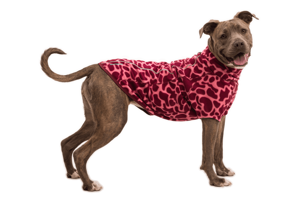 Hund in rotem, gepunkteten Pullover auf schwarzem Hintergrund mit freundlichem Ausdruck.