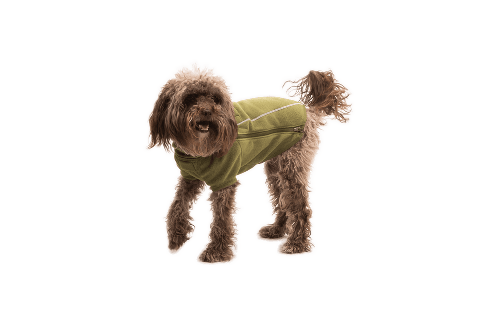 Brauner, lockiger Hund in grünem Oberteil, der aufrecht steht und in die Kamera schaut, vor weißem Hintergrund.