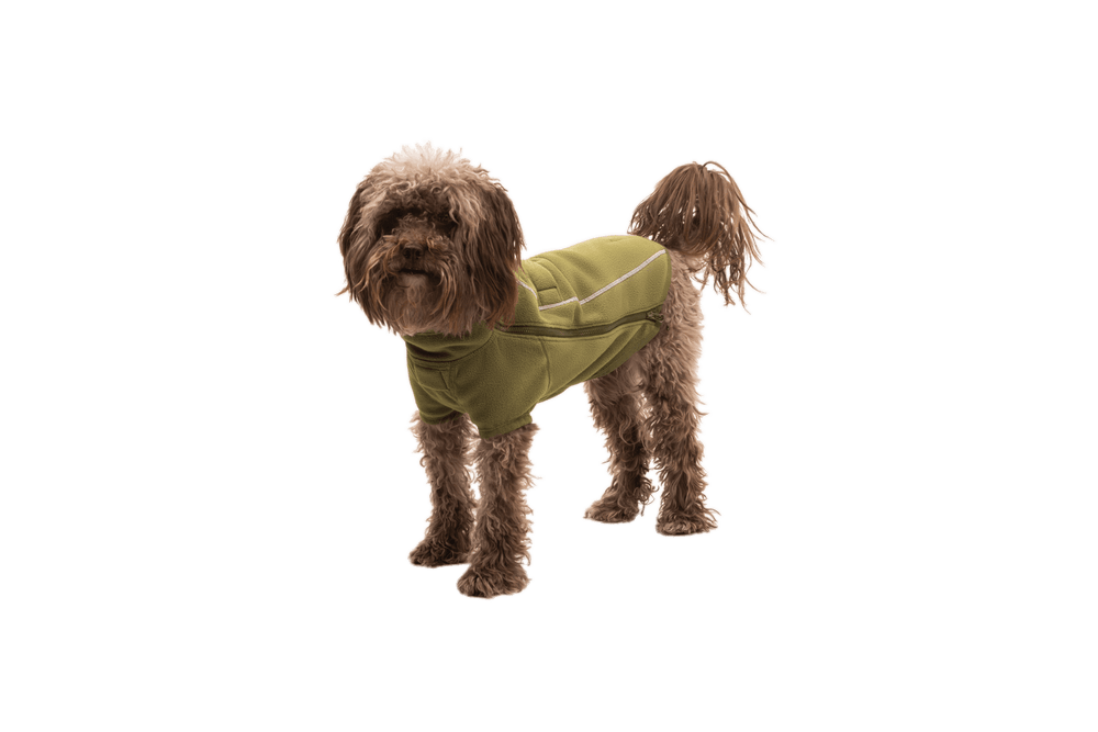 Brauner Hund mit lockigem Fell in grünem Mantel steht aufrecht, präsentiert die Climate Changer™ Fleecejacke.