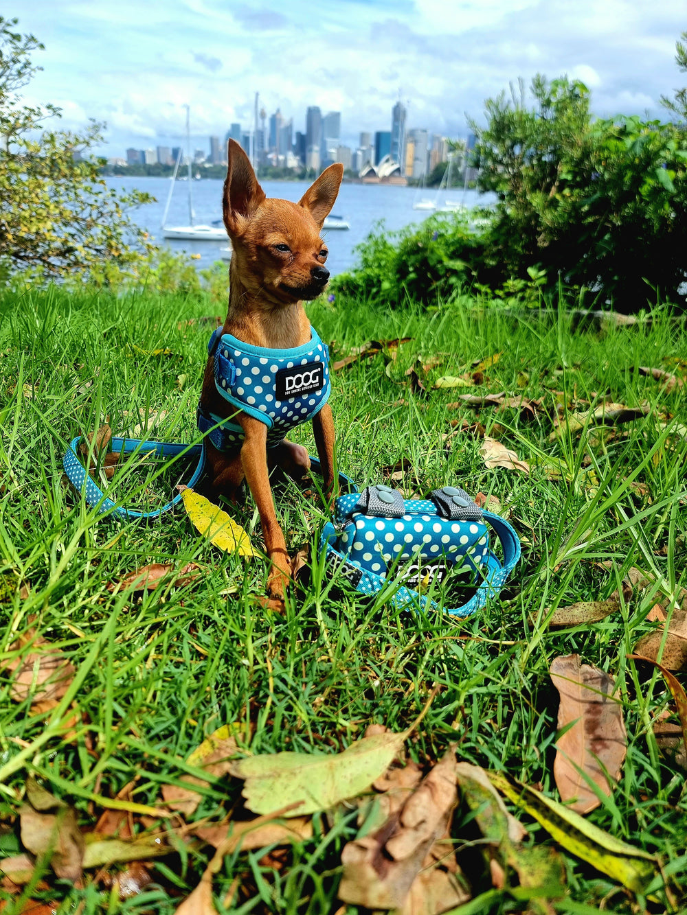 Kleiner Chihuahua-Hund auf grünem Gras mit blauem Geschirr, umgeben von Laub, genießt entspannte Zeit.