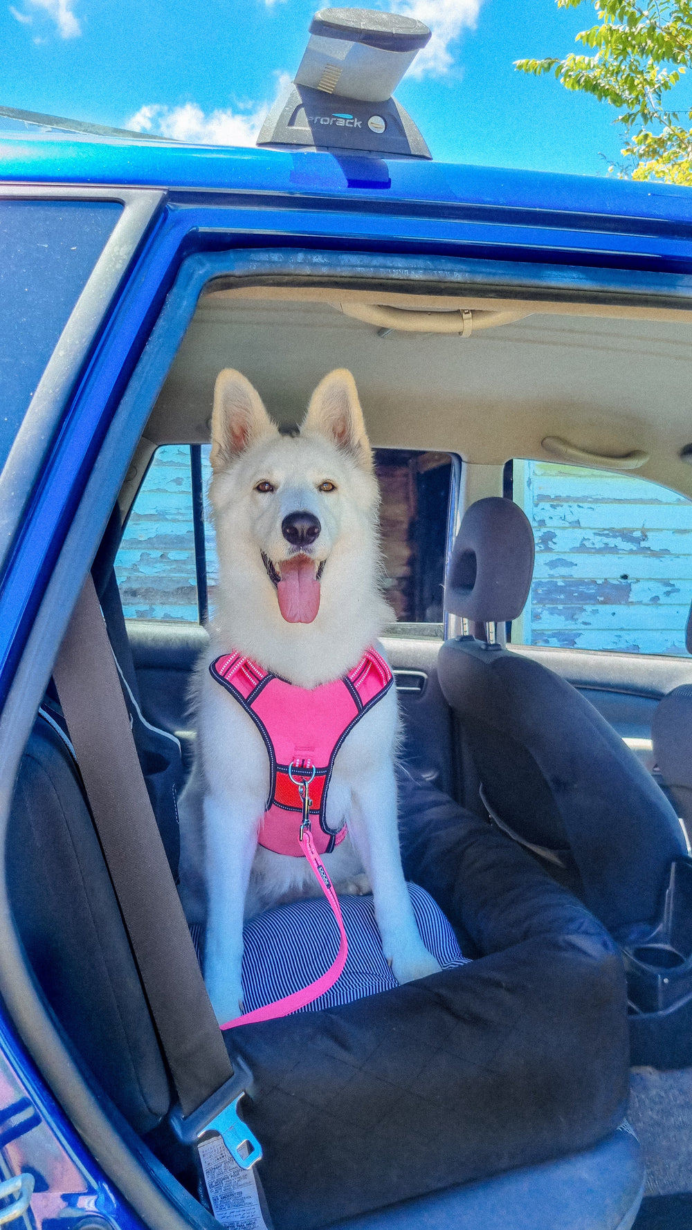 Weißer Hund im Auto mit pinkem Geschirr aus der DOOG Neotech Collection, freundlich und glücklich.
