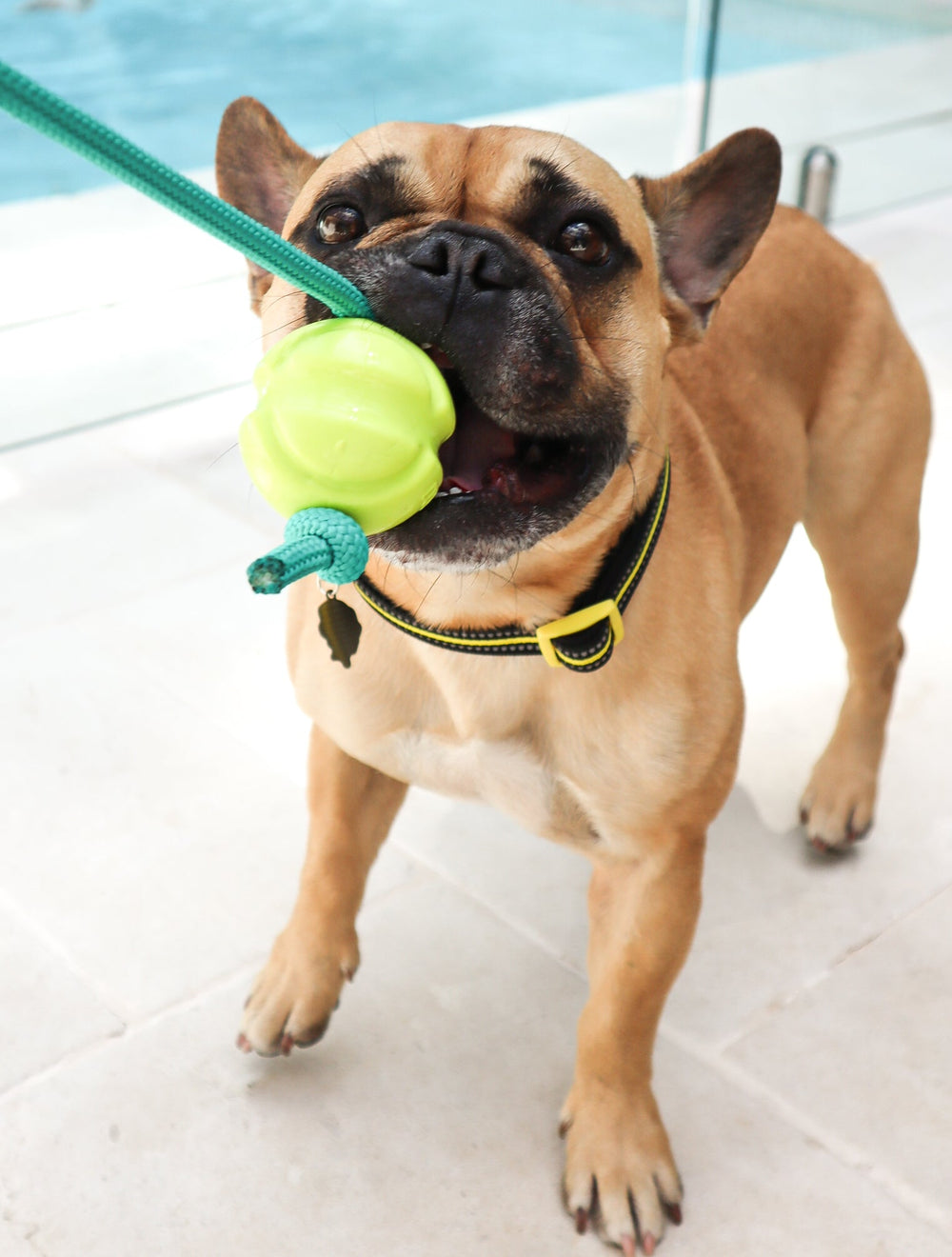Braune französische Bulldogge mit Spielzeug im Maul, schwimmt neben dem Pool, trägt schwarzes Halsband mit gelbem Anhänger.
