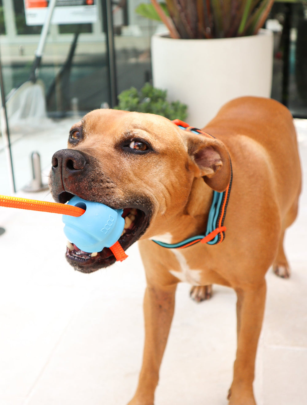 Brauner Hund mit blauem Spielzeug im Maul, trägt orangefarbenes Zugband, Hintergrund mit Pflanzen und Glaswand.