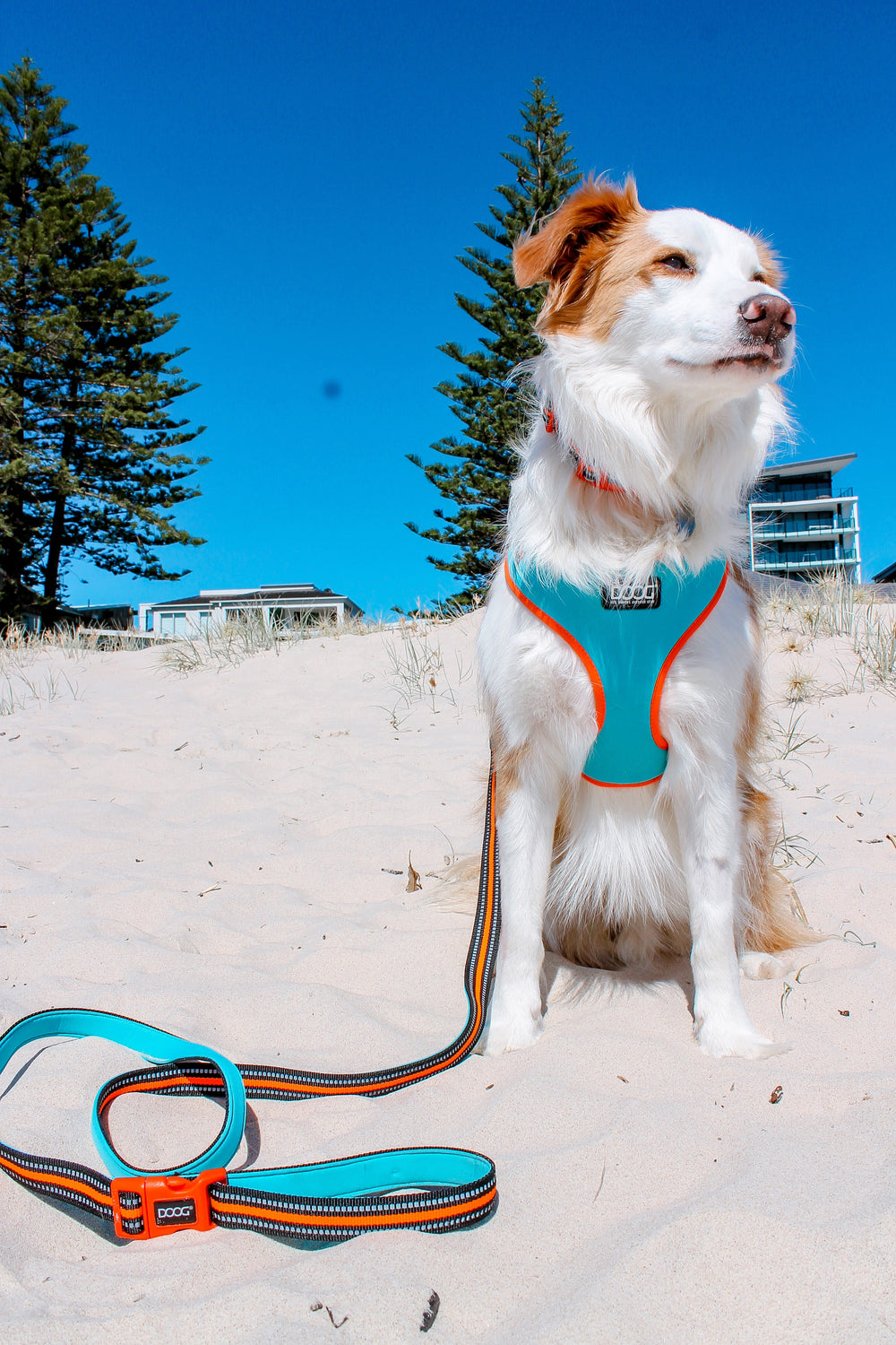 Hund am Strand mit hellblauem DOOG Neoflex Geschirr und passender Leine, umgeben von Bäumen im Hintergrund.