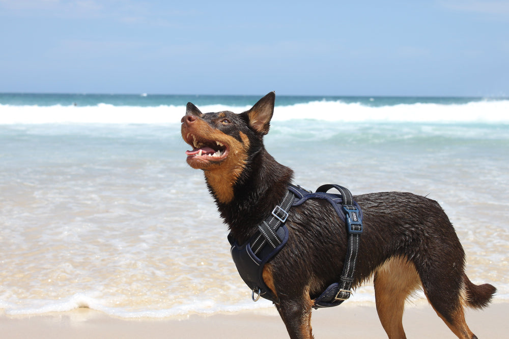Hund im DOOG Neotech Geschirr am Strand, glücklich blickend zur Kamera, mit Meer und Wellen im Hintergrund.