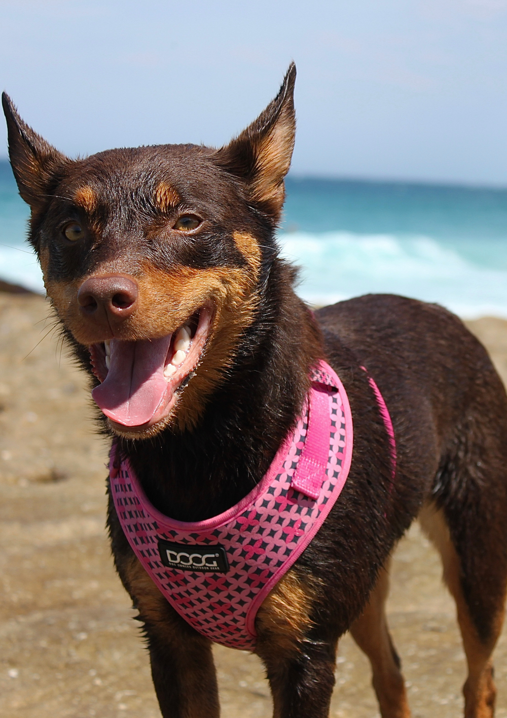 Brauner Hund im pinken Neoprene-Geschirr, fröhlich am Strand mit Wellen im Hintergrund.