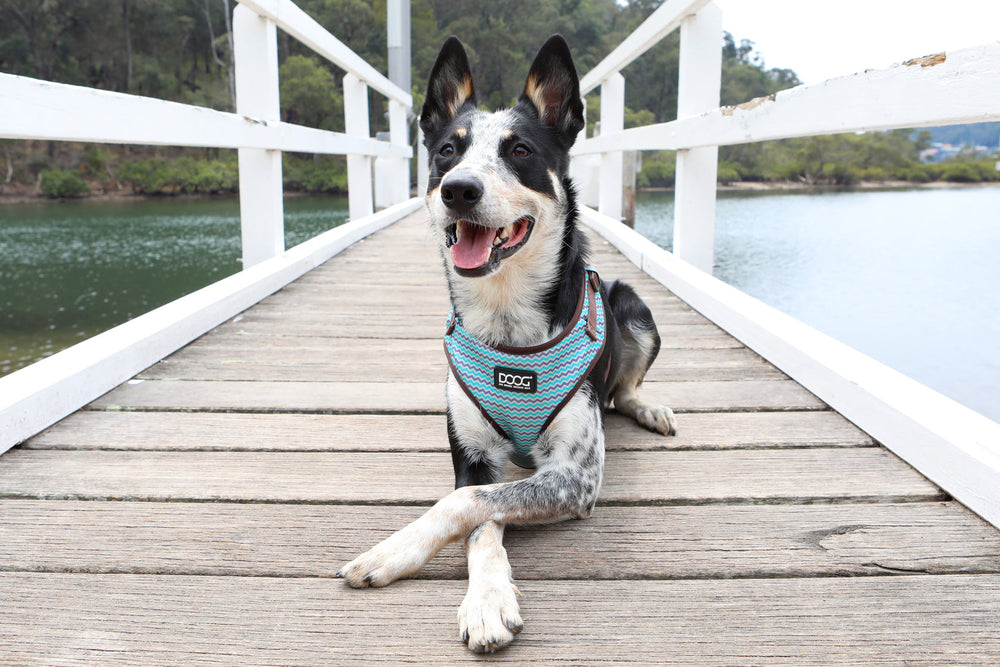 Entspannter Hund mit blauer Neopren-Hundeleine auf Holzsteg, umgeben von Wasser und grünen Ufern.