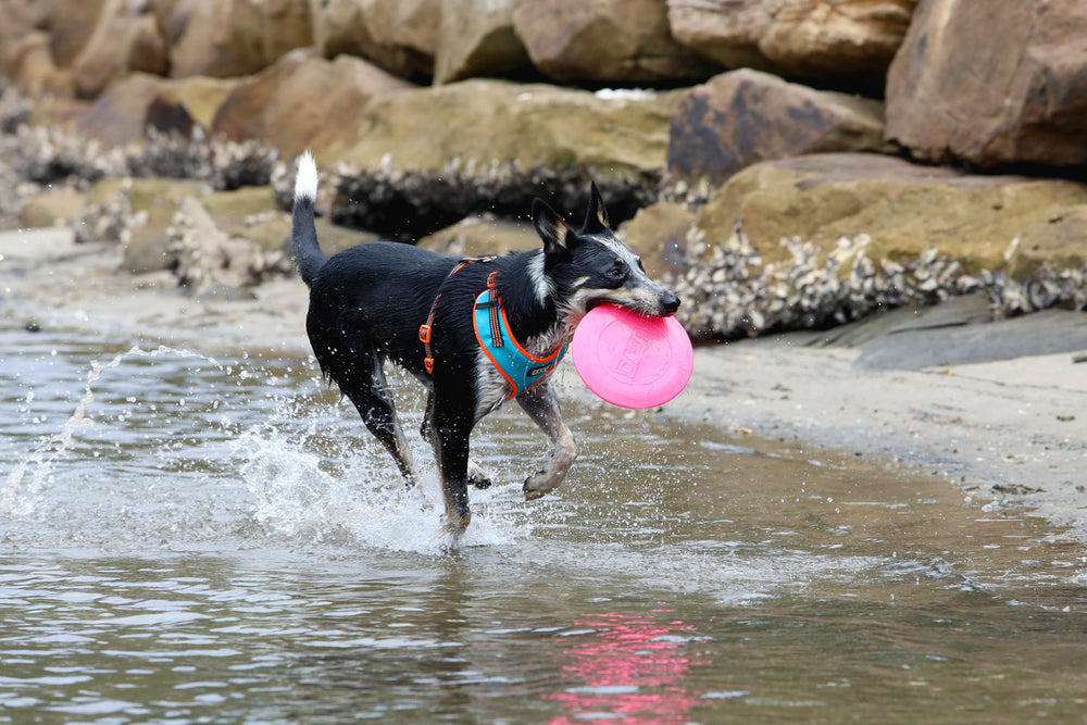Hund im Wasser hält pinken Frisbee im Maul, trägt blau-orangefarbenes Geschirr, Küstenlandschaft im Hintergrund.