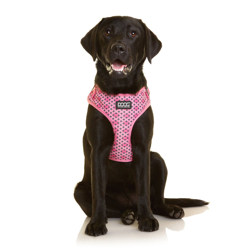 Schwarzer Labrador in pinker Hundeharness, freundlich und aufrecht, neutraler Hintergrund für optimalen Fokus.