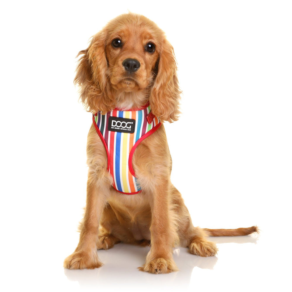 Cocker Spaniel in buntem gestreiften Neoprene-Geschirr auf weißem Hintergrund, der direkt in die Kamera schaut.