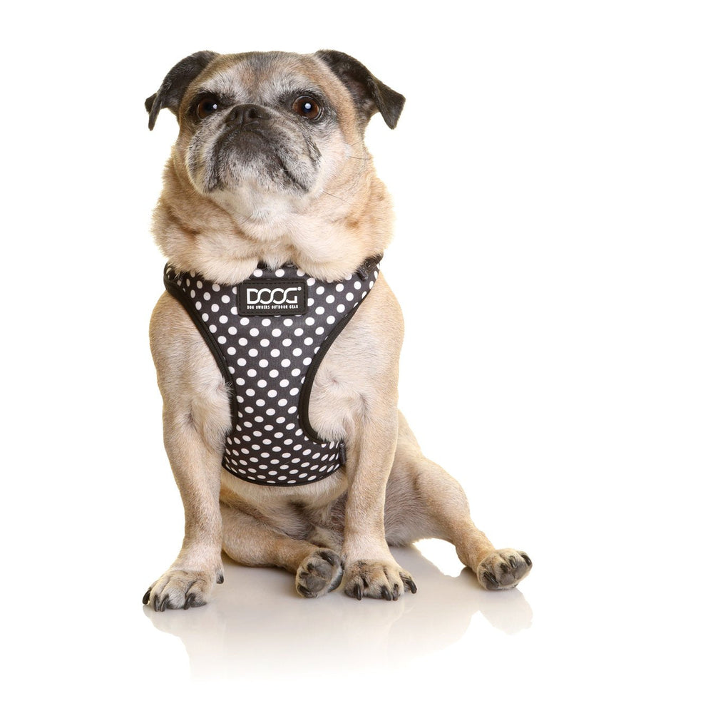 Mops trägt ein schwarzes Neopren-Geschirr mit weißen Punkten und blickt aufmerksam in die Kamera.
