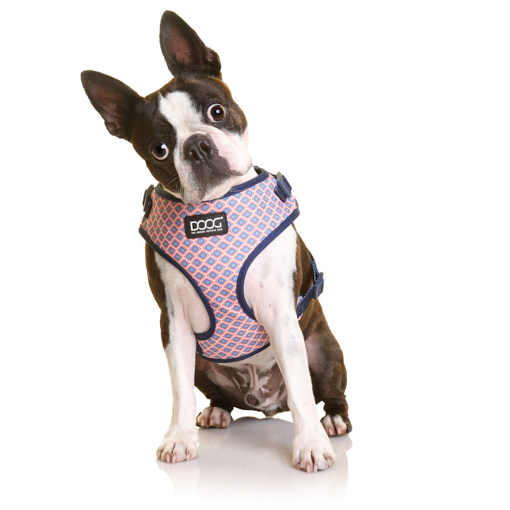 Boston Terrier im bunten Neopren-Geschirr, neugierig mit schiefem Kopf vor einem hellen Hintergrund.