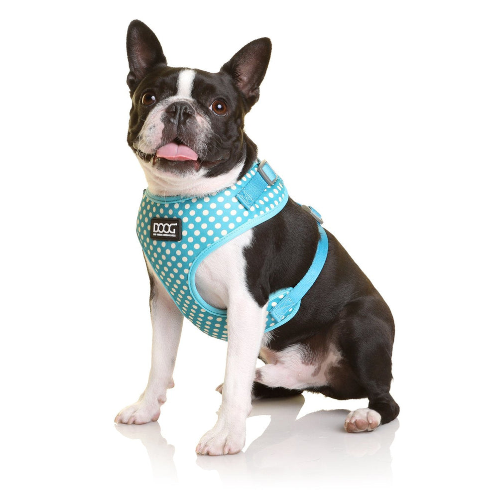 Boston Terrier mit hellblauem Neoprene-Geschirr von DOOG Neoflex, fröhlich aufrecht sitzend.