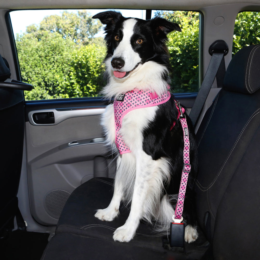 Border Collie im pinken Neoprene-Geschirr sitzt im Auto, blickt freundlich in die Kamera, grüne Bäume im Hintergrund.