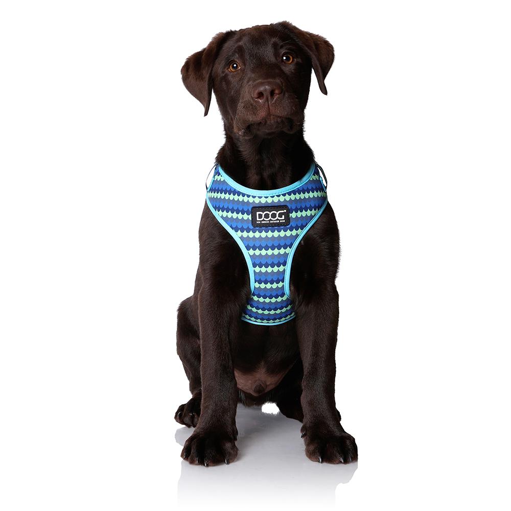 Brauner Labrador in blauem, gemustertem DOOG Neoflex Geschirr schaut in die Kamera auf neutralem Hintergrund.