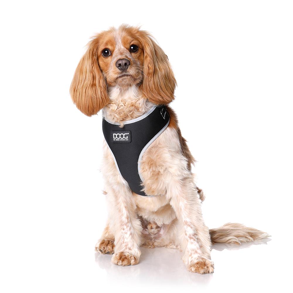 Hund im schwarzen Neopren-Geschirr mit grauer Umrandung, braun-weißen lockigen Fell und aufmerksamen Blick.