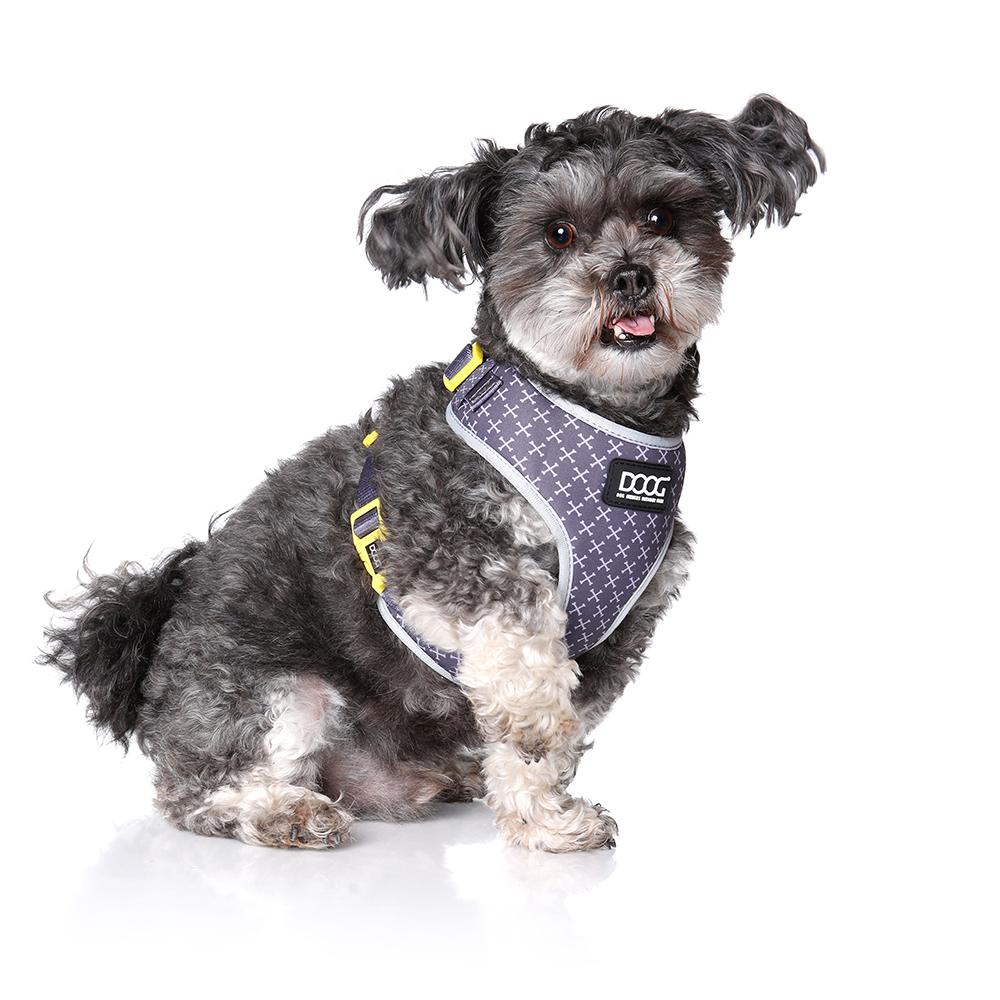Kleiner grauer Hund in komfortablem Neoprene-Geschirr mit geometrischem Muster und gelben Akzenten.