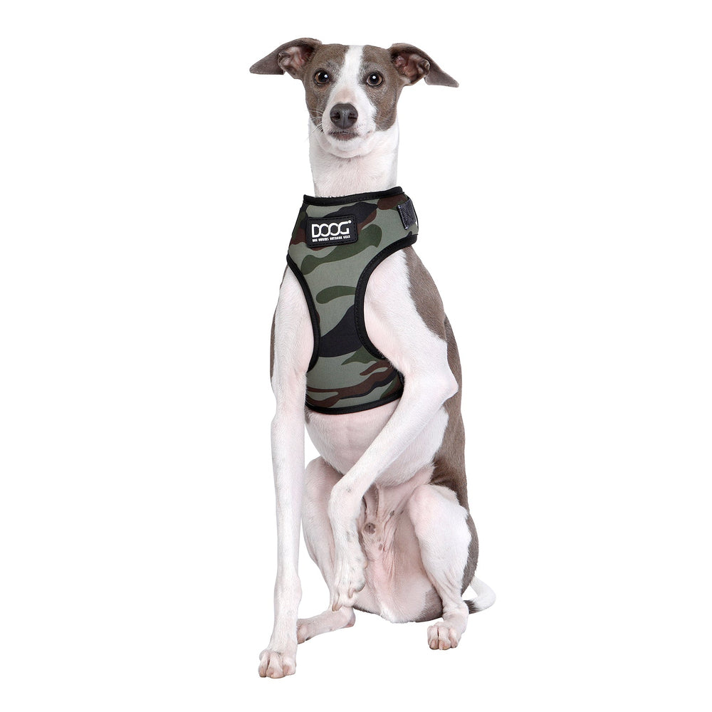 Hund im camouflagefarbenen DOOG Neoflex Geschirr, aufmerksam sitzend, markantes Design und komfortables Neoprenmaterial.