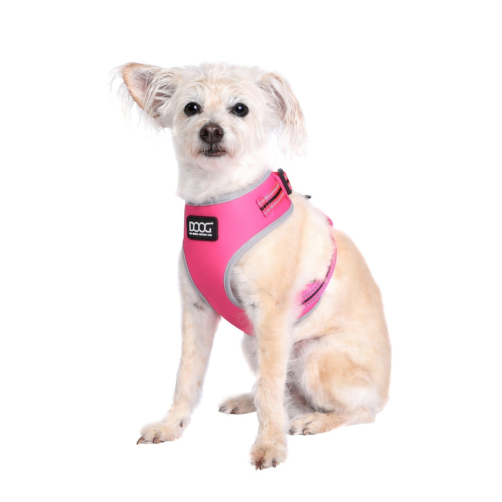 Hund im rosa und grauen DOOG Neoflex Geschirr sitzt freundlich auf weißem Hintergrund.