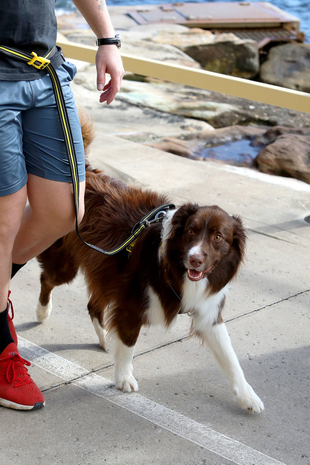 Mann in Shorts spaziert mit freundlichem Hund an einem Ufer, das Geschirr sorgt für mehr Sicherheit und Freiheit.