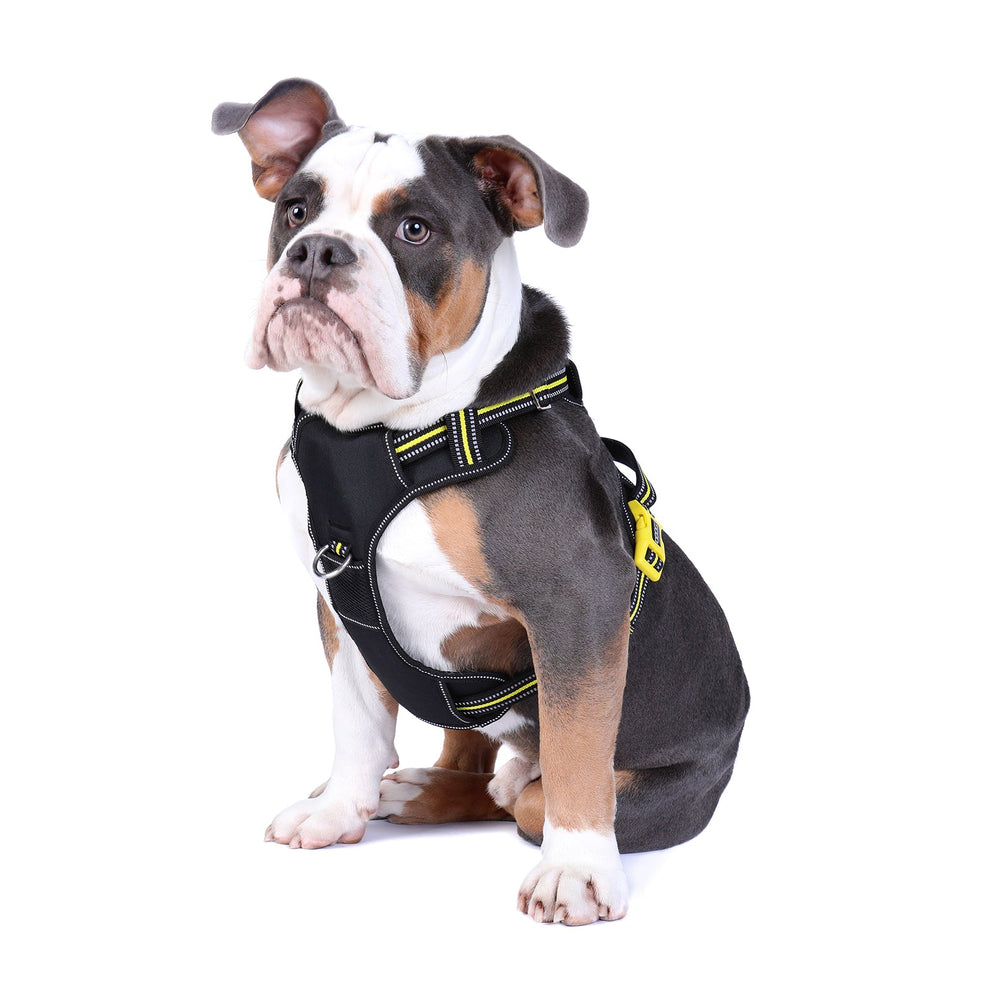 "Bulldogge im schwarzen Geschirr mit gelben Akzenten, neugierig blickend vor weißem Hintergrund."