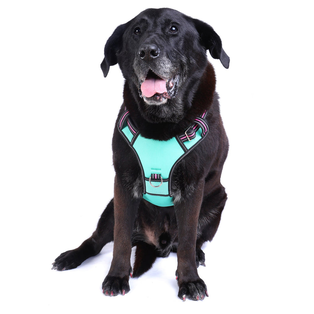 Schwarzer Hund im türkisfarbenen Geschirr der DOOG Neotech Collection lächelt vor weißem Hintergrund.