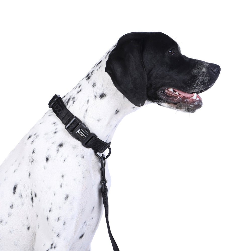 Hund mit schwarz-weißem Fell trägt ein schwarzes Neopren Halsband und schaut aufmerksam zur Seite.