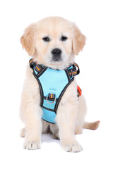 Goldener Retriever-Welpe mit blauem Geschirr auf weißem Hintergrund, neugierig und verspielt.