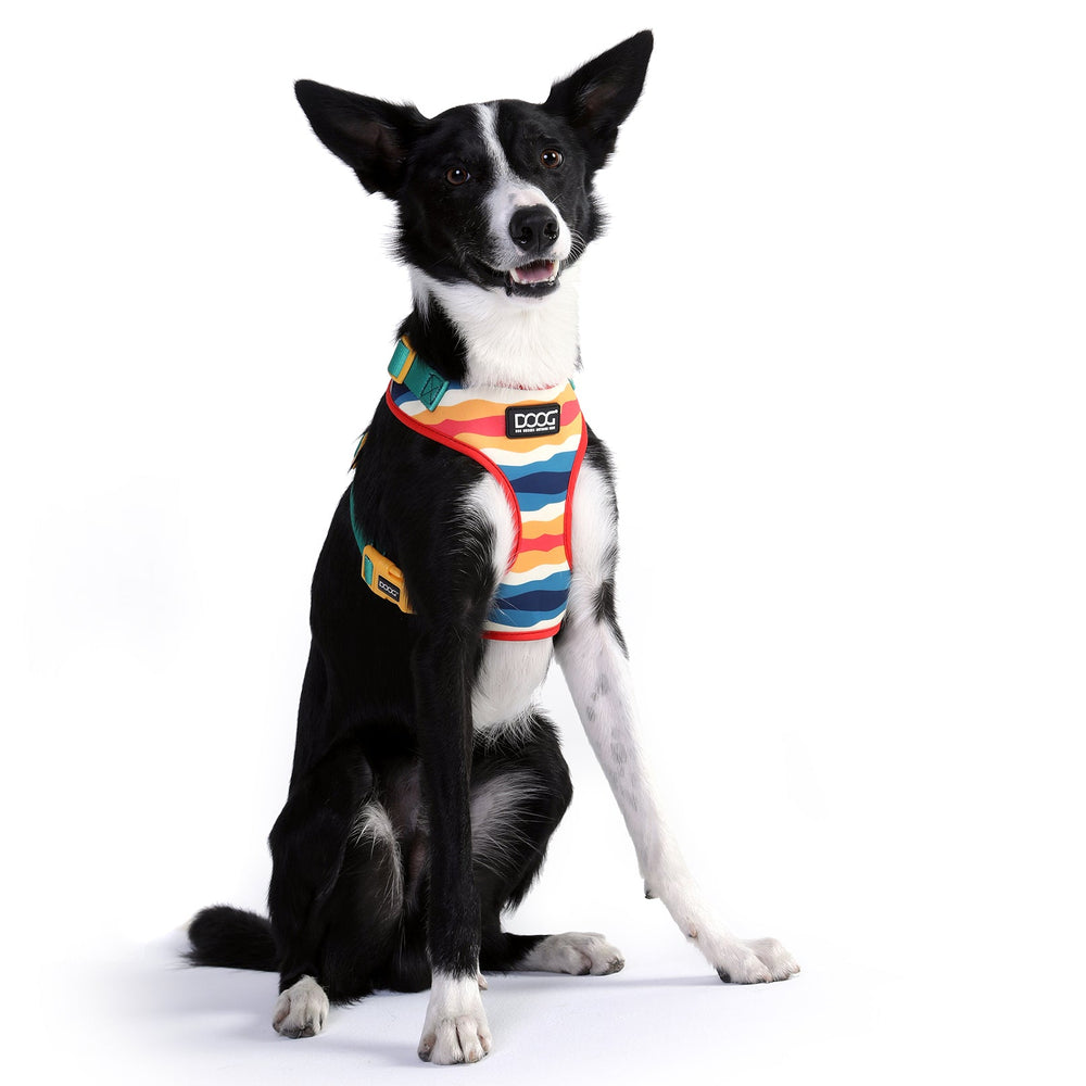 Hund im bunten Neopren-Geschirr mit gestreiftem Design, freundlich lächelnd vor hellen Hintergrund.