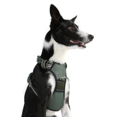 Schwarzer Hund mit weißen Abzeichen trägt ein ergonomisches DOOG Neotech Brustgeschirr auf einem weißen Hintergrund.