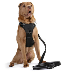 Hund im schwarz-grauen DOOG Neotech Geschirr mit Leine auf weißem Hintergrund. Ideal für aktive Hunde.