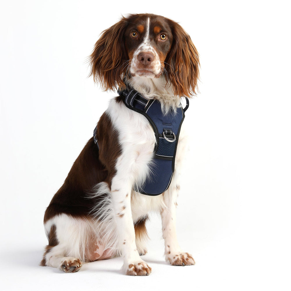Hund mit braun-weißer Fellzeichnung trägt dunkelblaues Geschirr der DOOG Neotech Collection.