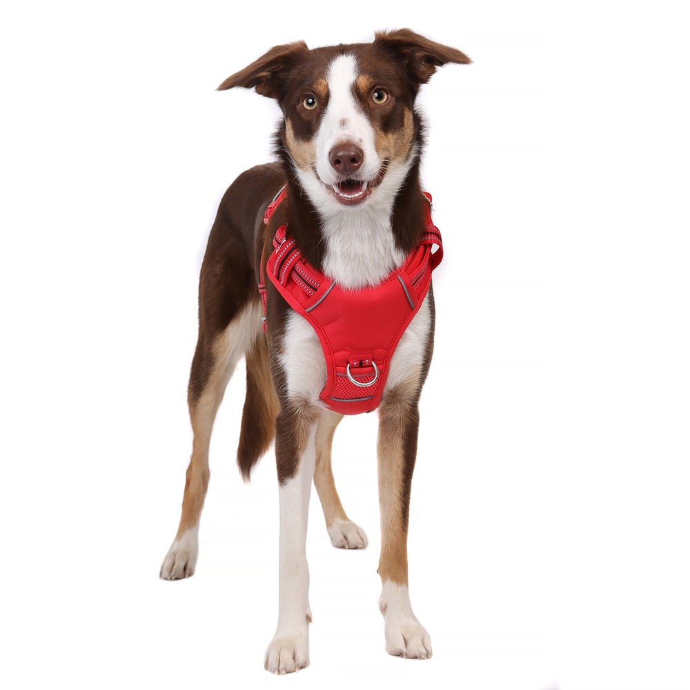 Hund trägt rotes Heavy-Duty Geschirr aus der DOOG Neotech Collection, freundlich in die Kamera schauend.