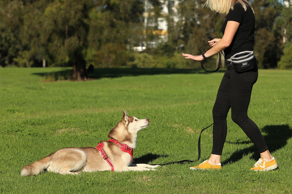 Eine Person mit Hund im Park, hält eine Leine und trägt die DOOG Leckerchen-Tasche in sportlicher Kleidung.