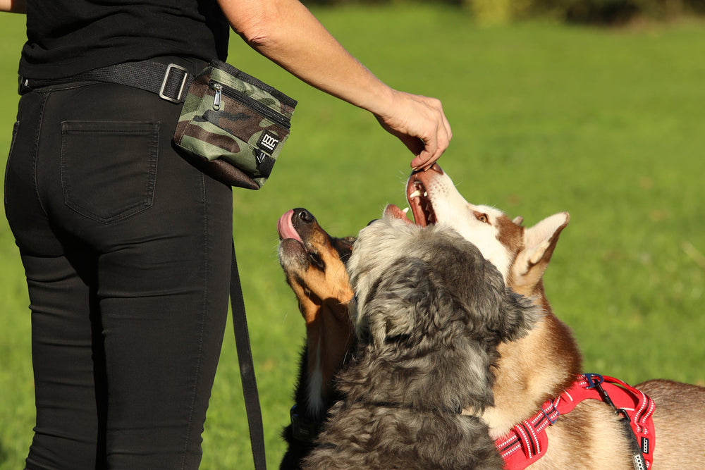 Person füttert drei Hunde mit Leckerli aus einer DOOG Leckerchen-Tasche in einem grünen Park.