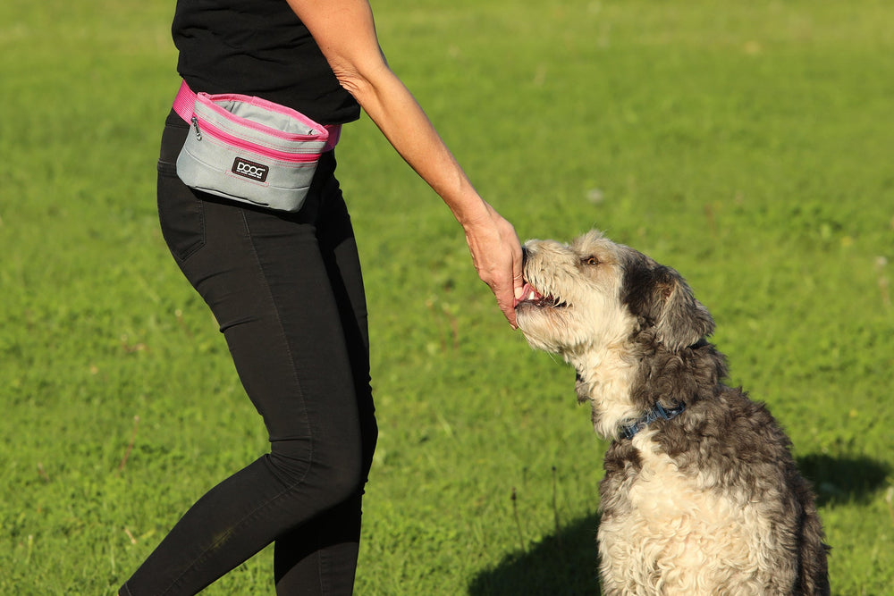 Person in schwarzer Kleidung spielt mit Hund, graue Bauchtasche mit pinken Details für Leckerchen sichtbar.