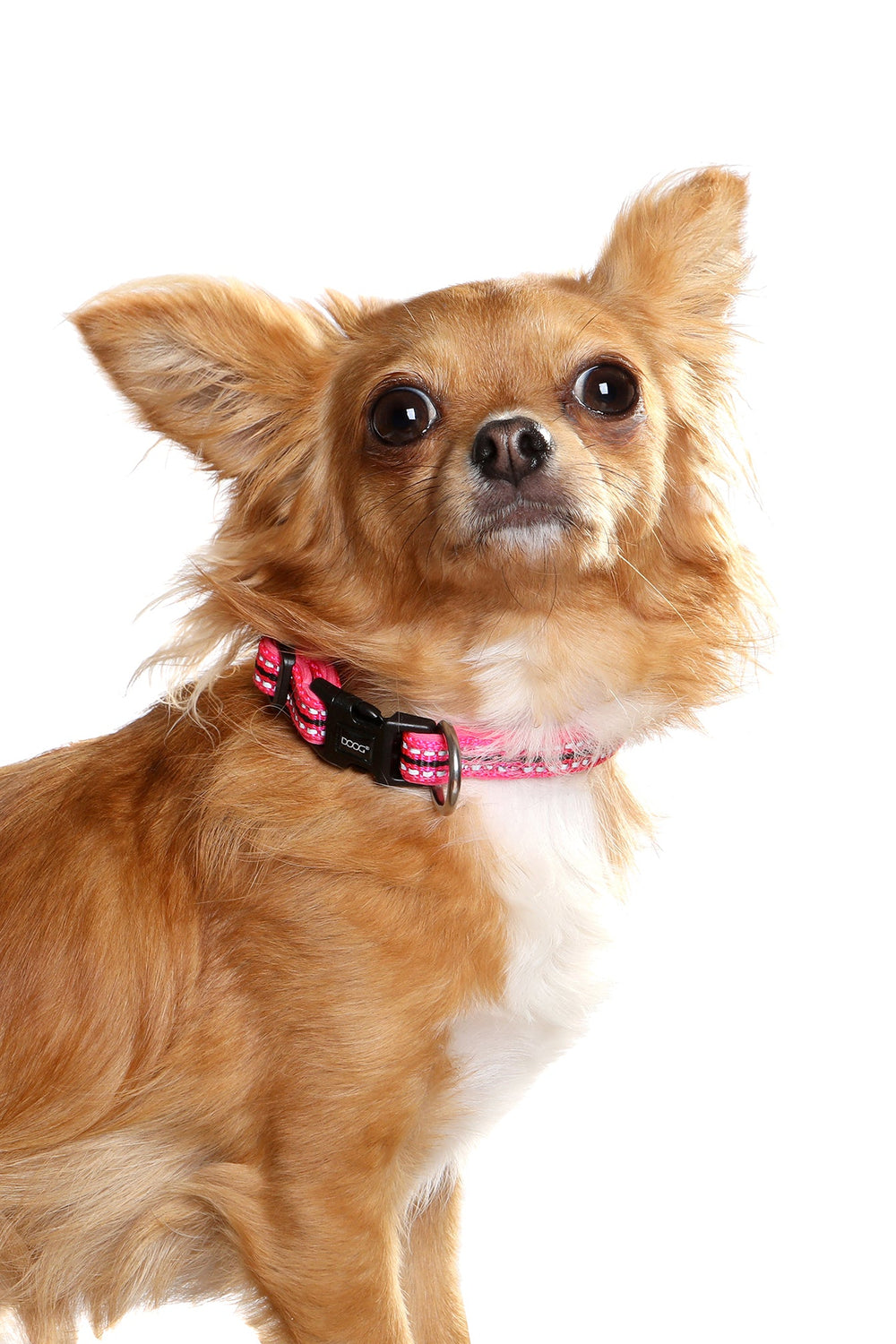 Chihuahua mit braunem Fell und pinkfarbenem Neopren-Halsband vor weißem Hintergrund.