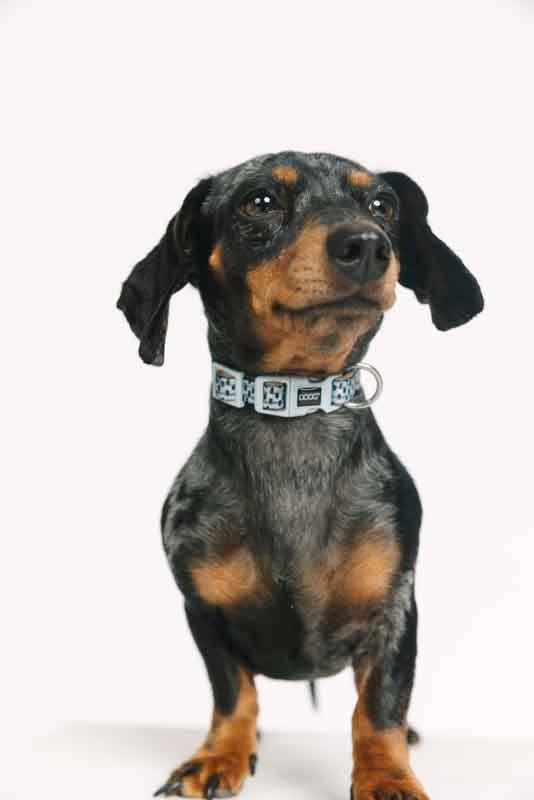 Kleiner Dackel mit glänzendem Fell trägt ein hellblaues, gemustertes Neoprene Halsband und wirkt freundlich.