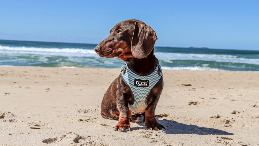 Brauner Dackel am Strand mit hellblauem geometrischem Neopren-Geschirr von DOOG. Sand und Meer im Hintergrund.