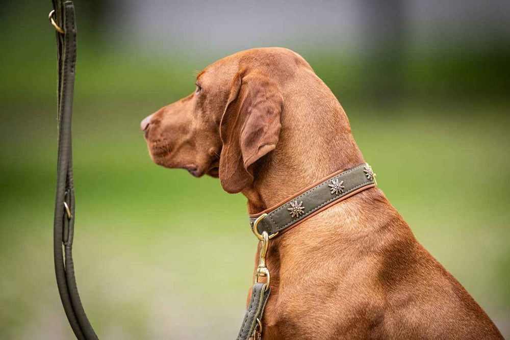 Hund im Profil trägt dekoratives Halsband "Bergzauber", unscharfer grüner Hintergrund.