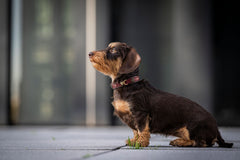Kleiner Hund mit schokoladenfarbenem Fell trägt rotes Halsband auf grauem Untergrund.