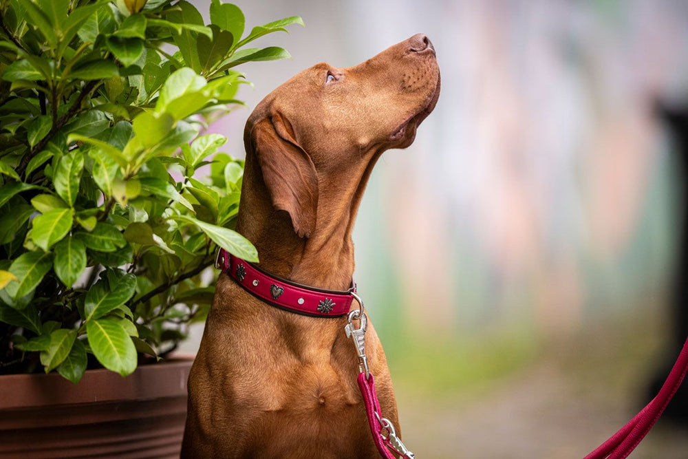 Brauner Hund mit rotem Halsband schaut hoch, neben ihm eine grüne Topfpflanze, unscharfer gemalter Hintergrund.