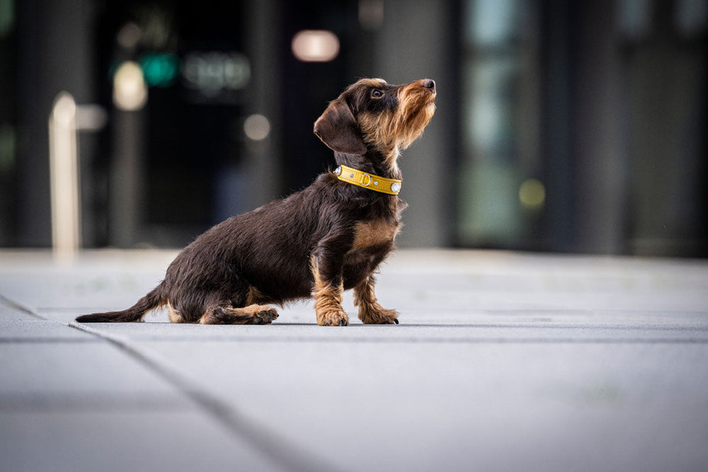 Kleiner brauner Hund mit hellem Mini Diamond Halsband sitzt auf glatter Oberfläche und blickt neugierig nach oben.
