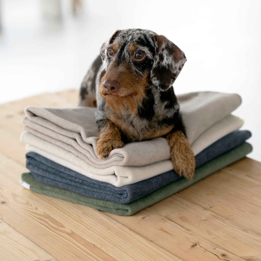 "Fleecepdecke REVERSO in harmonischen Farben, Hund liegt entspannt auf mehreren Decken auf Holzuntergrund."