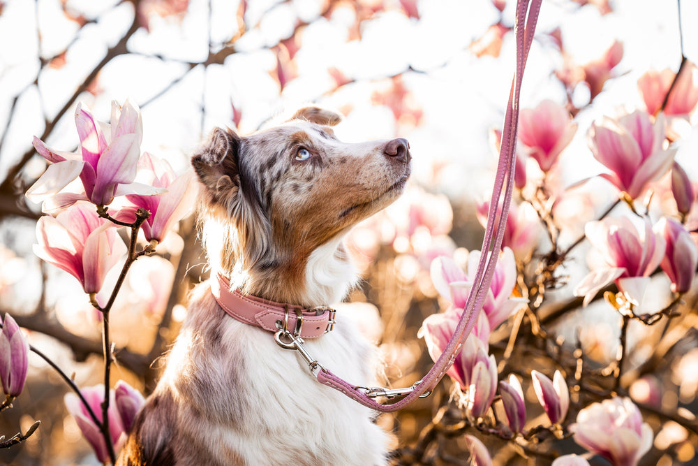 Hund mit geflecktem Fell trägt ein rosa Halsband an einer Leine, umgeben von blühenden Magnolien im Hintergrund.